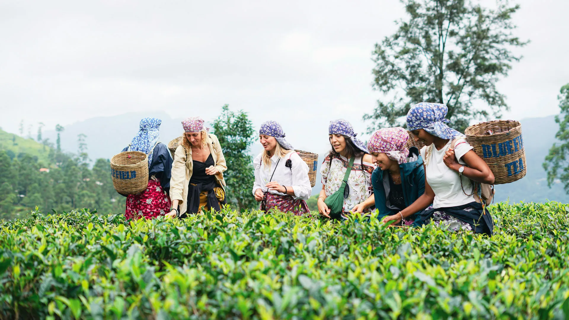Tourists picking tea leaves with local workers in a lush Sri Lankan tea field.