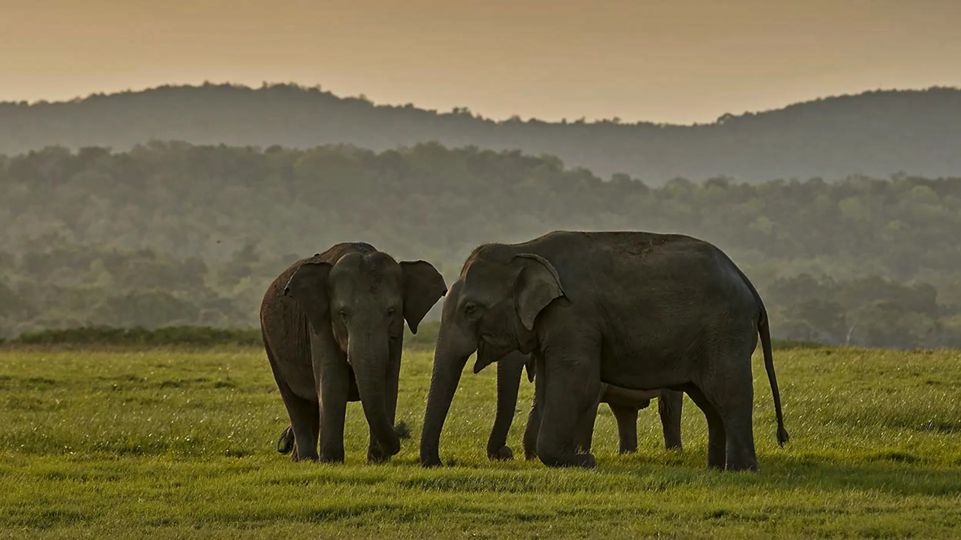 Glimpse of Sri Lanka
